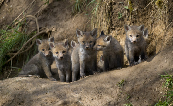 Original à protéger